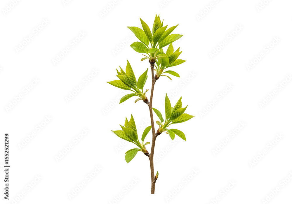 Poster isolated green leaves on branch with transparent background in spring