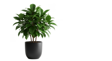 Isolated Potted Plant Green Leaf Houseplant on Transparent Background