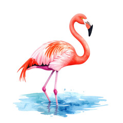 Fototapeta premium Flamingo standing in water, showcasing vibrant pink plumage. cut out. transparent background