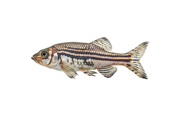 Naklejka premium Isolated Transparent Background Image of Striped Freshwater Fish Animal