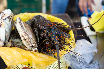 Fresh seafood display featuring lobster and crabs at market stall, lobster concept
