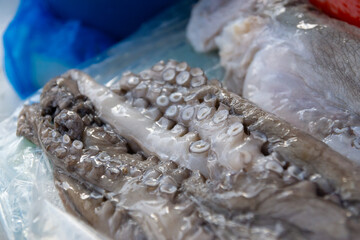 Close-up of raw octopus tentacles with detailed suction cups, octopus concept