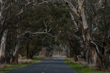 Naklejka premium Eucalyptus avenue on rural Australian road