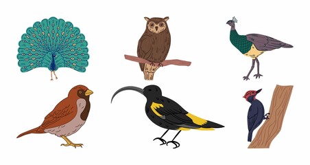 Colorful bird illustration set including owl, peacock, sparrow, and woodpecker.
