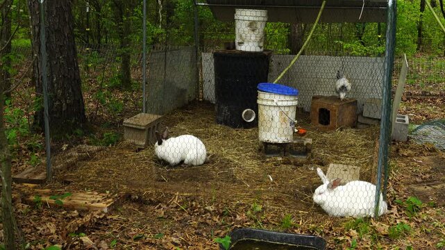 Two white rabbits held in small enclosure next to woods alongside one young hen - this chicken was bulled and injured by other birds and now is taking refuge