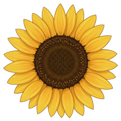 Fototapeta premium Isolated Illustration Of Yellow Sunflower Blossom Transparent Background