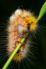 Macrophotography of colorful hairy caterpillar on a plant with dark background.