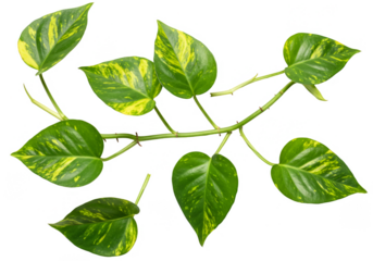 Isolated Transparent Green Leaf Plant Pattern Background Decoration