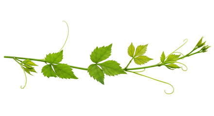 Isolated Transparent Green Leaves on Branch in Nature Illustration