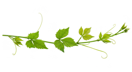 Isolated Transparent Green Leaves on Branch in Nature Illustration