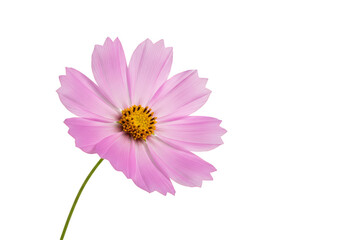 Isolated Pink Cosmos Flower With Transparent Background in Close Up Illustration