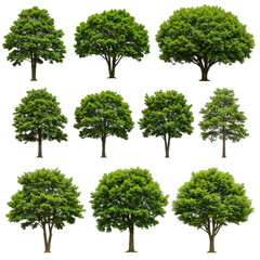 Isolated Tree Collection Transparent Green Foliage On Transparent Background