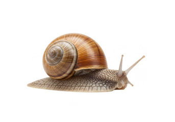 Isolated Snail With Brown Shell Mollusk Animal on Transparent Background