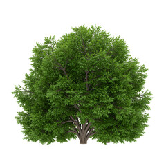 Fototapeta premium Realistic 3D Render of a Lush Green Tree with Transparent Background