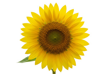 Fototapeta premium Isolated Transparent Background Of Blooming Yellow Sunflower Blossom