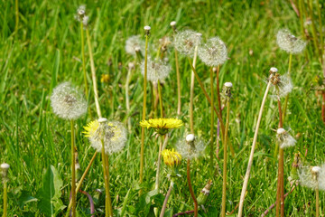 Fluffy dandelion seed heads and bright yellow blooms scatter across a sun-lit spring lawn