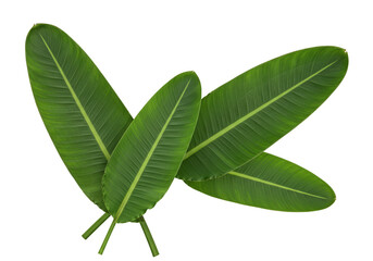 Obraz premium Isolated Transparent Background of Green Banana Leaves Fresh Foliage Plant