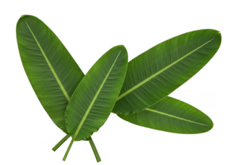 Isolated Transparent Background of Green Banana Leaves Fresh Foliage Plant