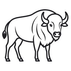 Buffalo on white background