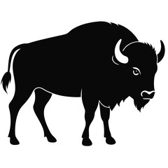 Buffalo on white background