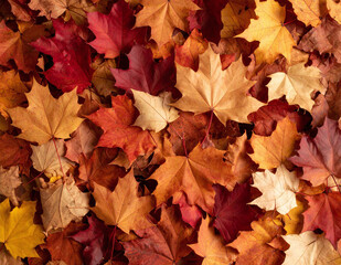 Colorful dry autumn maple leaves background in vibrant shades of red yellow and orange