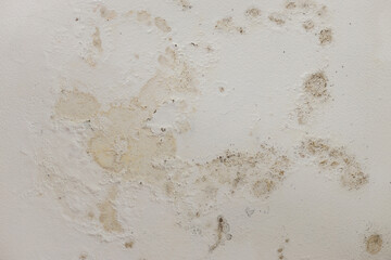 Close Up Of White Wall Damage And Mildew Growth