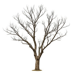 Isolated Tree Illustration with Transparent Background Nature Plant