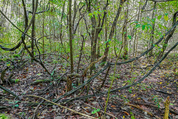 A gramineous-woody savanna, typical vegetation of Cerrado, a tropical savanna ecoregion, that is 2nd largest of Brazil's major habitat types, Brasilia, Brazil, March 2022