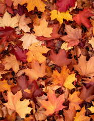 Flatlay of colorful autumn foliage with dried red orange and brown maple leaves background