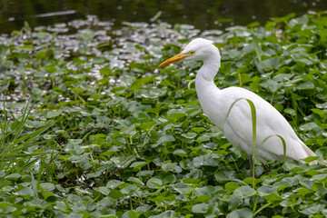 A Egret hunting for food