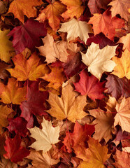 Fototapeta premium Top down view of dry colorful maple leaves creating a seamless autumn pattern on forest floor