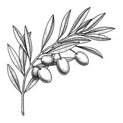 Olive Branch Illustration with Leafy Details Isolated on Transparent Background