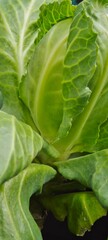 Fresh organic cabbage growing in a lush green garden. Crisp leaves, rich texture, and natural...