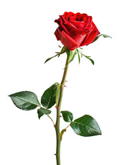 A single red rose with green leaves on a transparent background