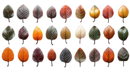 Autumn leaves, row pattern, isolated black background