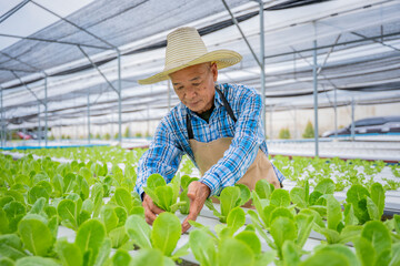 Elderly farmer carefully inspecting fresh green lettuce plant in modern hydroponic greenhouse...