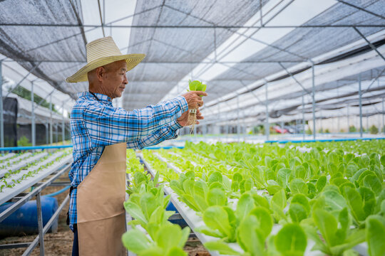 Elderly farmer carefully inspecting fresh green lettuce plant in modern hydroponic greenhouse agricultural emphasize in farming technology offering a glimpse into the future of agriculture