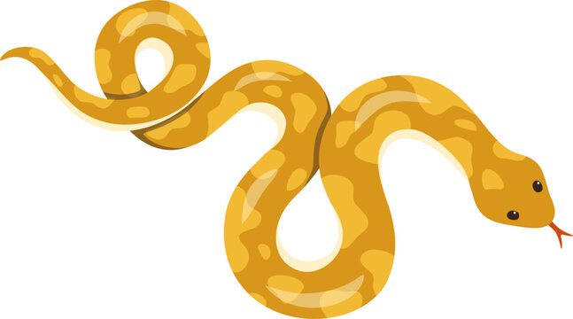 Yellow Python

