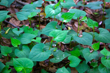 Houttuynia cordata plant, Houttuynia cordata Thunb.