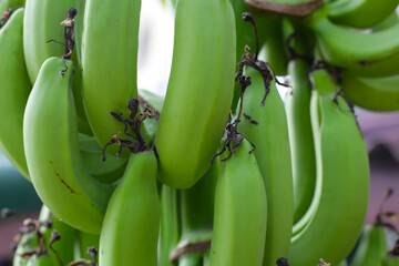 A young banana cluster with a purple banana blossom hanging below