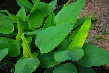 Obraz premium Green leaves of thalia geniculata, aquatic plants growing in a pond.