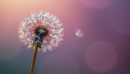 A close-up of a dandelion seed head with one seed drifting away, backlit by soft, warm light against a blurred purple background.