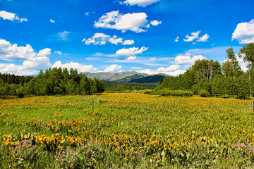 Yellow Wildflowers Blooming in Late Spring along the Fort Henry Historic Byway in Eastern Idaho.