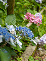 庭園に咲く青と赤の紫陽花