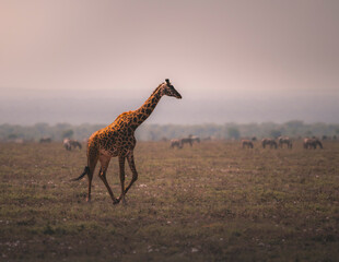 giraffe walking in the savannah
