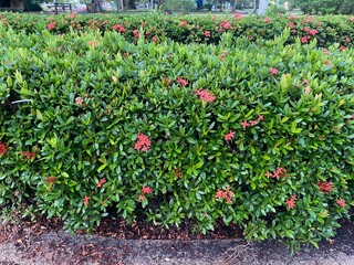 nature, plant, vintage, decoration, garden, wedding, leaf, green, bouquet, leaves, spring, painting, creative, decorative, textile, images, digital, tag, drawn, beautiful, cover, design, flat, backgro