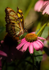 Close-up of a butterfly resting gently on a colorful bloom in a natural setting.