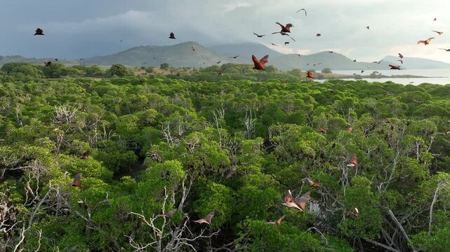 Sunda fruit bats, Acerodon mackloti, fly over an extensive mangrove forest on an island near Flores where their colony roosts. These large bats are considered a vulnerable species by the IUCN.