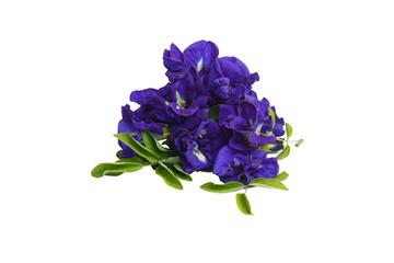 Beautiful butterfly pea flowers isolated on a white background