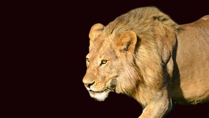 portrait of a male lion